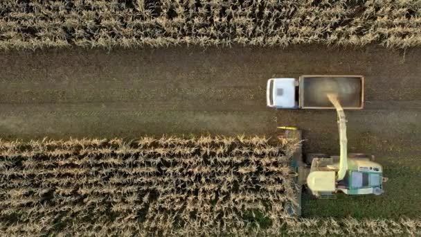 Vista aerea Combinare mietitrice raccogliere Mais maturo in campo e versarlo in rimorchio — Video Stock