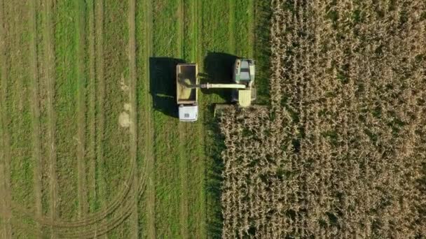 La cosechadora de vista superior aérea recoge el campo de maíz maduro y lo vierte en el remolque del camión — Vídeo de stock