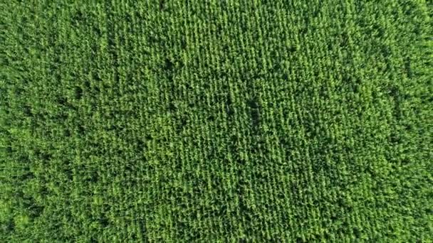 Aerial Top View Green Corn Field — Stock Video