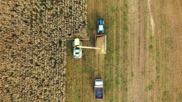 Harvester Collect Ripe Corn In Field And Pour It In Truck Trailer Aerial Flying — Stok Video