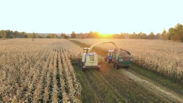 Kırsal alanda olgunlaşmış mısırları toplayıp traktör römorkuna dökün. — Stok video