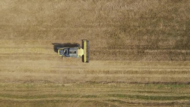 Combine a máquina de colheita de trigo maduro no campo rural na vista aérea do por do sol — Vídeo de Stock