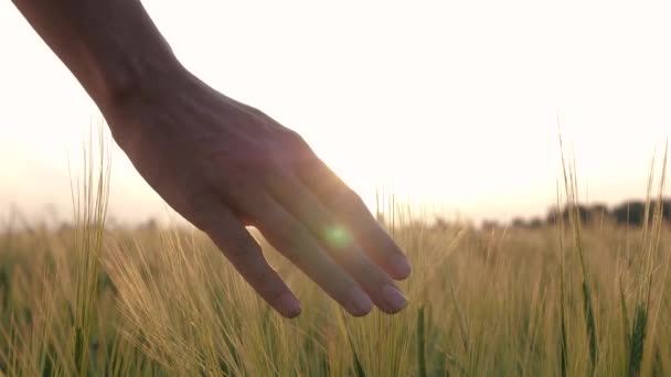 Close-up vrouw hand zacht aanraken oren van tarwe korrel gewassen bij zonsondergang in het veld — Stockvideo