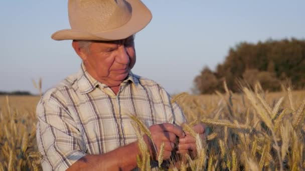 Agricultor no chapéu no campo agrícola com crescente centeio verifica a maturação do grão — Vídeo de Stock