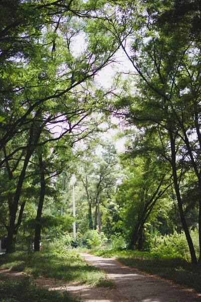 Bosque de verano. Naturaleza de verano. Coloridos árboles en el bosque con una pasarela. Marco vertical —  Fotos de Stock