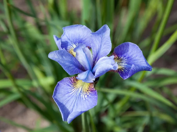 Blaue Irisblume Auf Sommerblumenbeet — Stockfoto