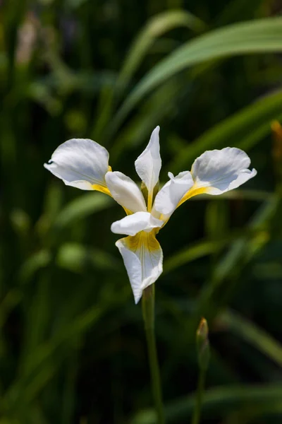 White Iris Flower Summer Flower Bed — Stock Photo, Image