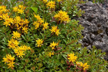 Granit kaya sarı dağ çiçekleri