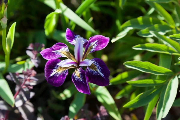 Violette Orchidee Auf Einem Beet Botanischen Garten — Stockfoto