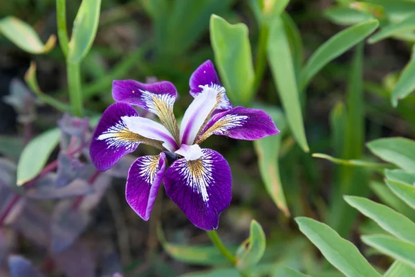 Violette Orchidee Auf Einem Beet Botanischen Garten — Stockfoto