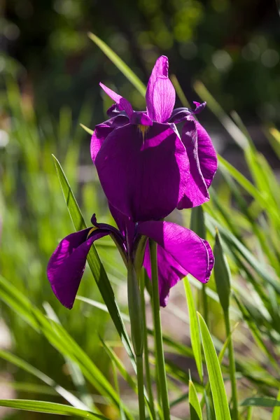 Lila Irisblüte Botanischen Garten — Stockfoto