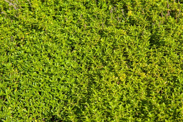 Groen Gras Achtergrond Textuur — Stockfoto