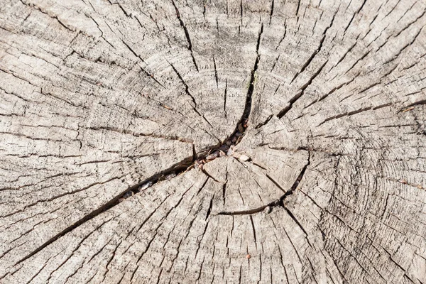 Yaşlı bir ağaç bir kesim üzerinde çatlaklar