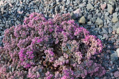 Granit moloz üzerinde egzotik mor çiçekler