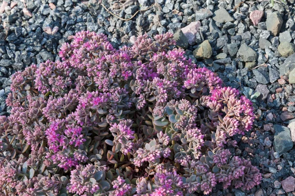 花岗岩瓦砾上的异国情调的紫色花朵 — 图库照片