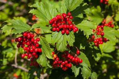 Olgun kırmızı kartopu çilek güneş ışığı altında bir Bush
