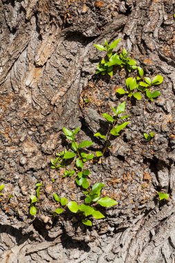 Genç yeşil lahanası ve yaşlı bir ağaç sert kabuk üzerinde bırakır