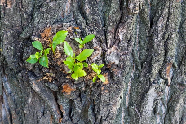 Young Green Sprouts Leaves Rough Bark Old Tree — Stock Photo, Image