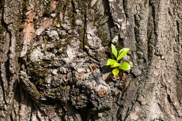 Young green sprouts and leaves on rough bark of an old tree