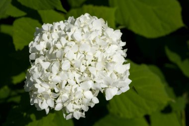 Yeşil yapraklar üzerinde beyaz guelder-gül çalı çiçekleri