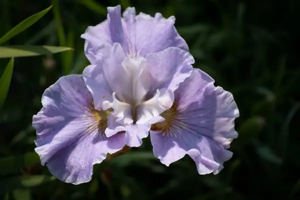Lila Irisblume Vor Dunkelgrünem Grashintergrund — Stockfoto