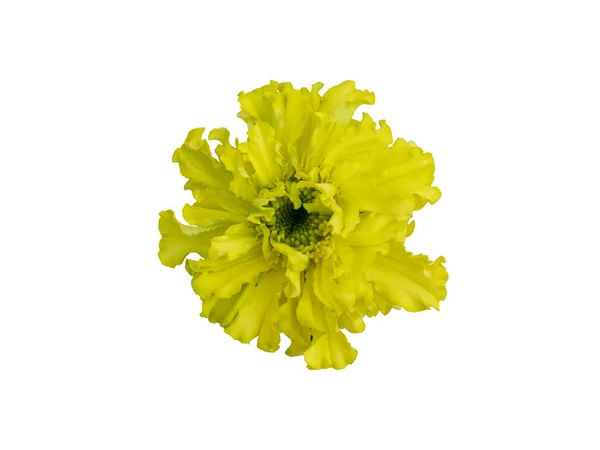 Gelbe Blume Isoliert Auf Weißem Hintergrund — Stockfoto