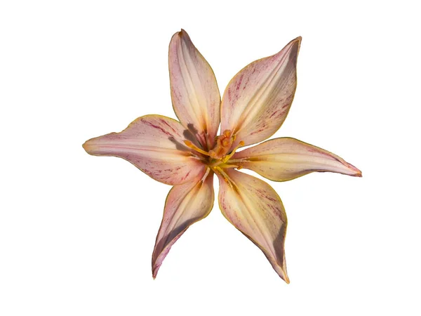 pink tiger lily isolated on white background