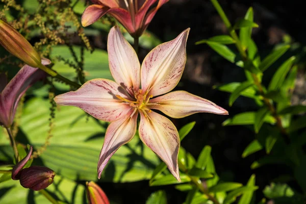 Rosa Tigerlilie Blüht Vor Dem Hintergrund Von Blättern Und Erde — Stockfoto