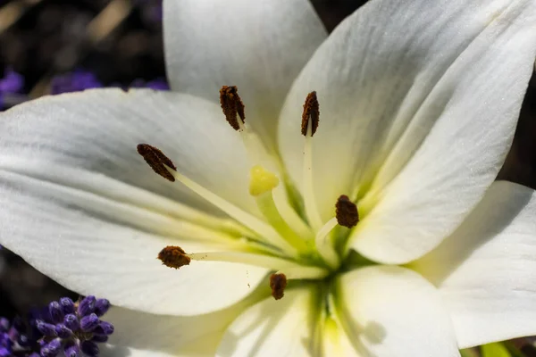 Weiße Lilienblüte Makro Aus Nächster Nähe — Stockfoto