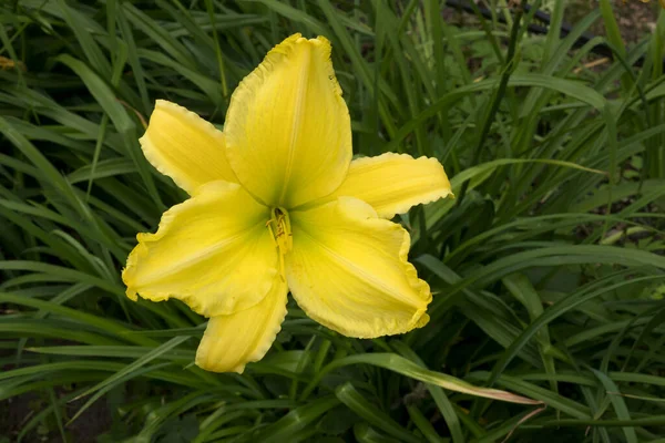 Gelbe Lilie Blume Vor Grünem Gras Hintergrund — Stockfoto