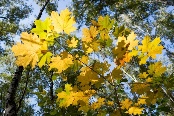 Yellow Autumn Maple Leaves Shot Backlit Bright Sunlight — Stock Photo, Image