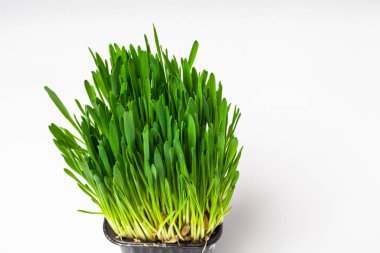 Siyah plastik bir bardakta filizlenmiş yulaf tohumlarının yeşil otları. Beyaz bir arkaplanda izole edilmiş.