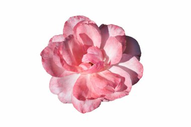 Güzel pembe gül çiçeği. Beyaz arkaplanda izole.