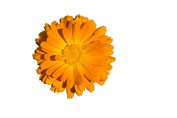 stock image Bright orange calendula flower. Isolated on white background.