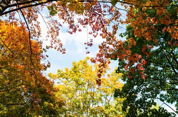 Red, yellow and green autumn leaves on blue sky and clouds background