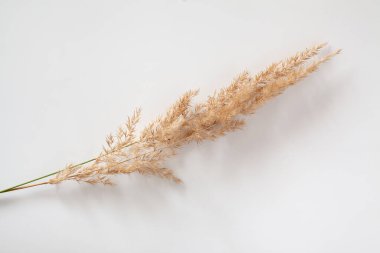 Beyaz arka planda izole edilmiş kuru ot ve tahıllar. Asgari sonbahar tasarımı doğu tarzında.