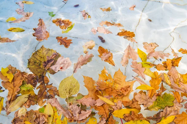 Les Feuilles Automne Jaune Orange Tombées Flottent Surface Eau Piscine — Photo