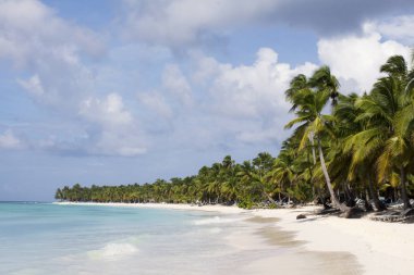 Hindistan cevizi palmiye ağaçlarının Saona Island beyaz kumlu plaj
