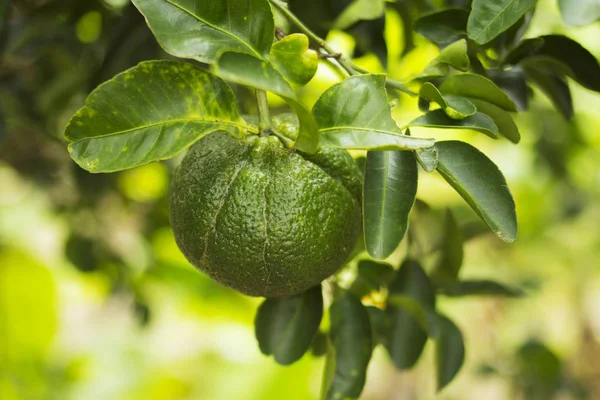 Tropik bir ağaç üzerinde yeşil mandalina büyümek