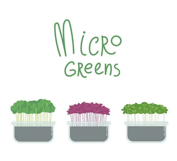 Microgreens Box Different Tipo Superfood Growing Superfood Casa Para Yourself — Vetor de Stock