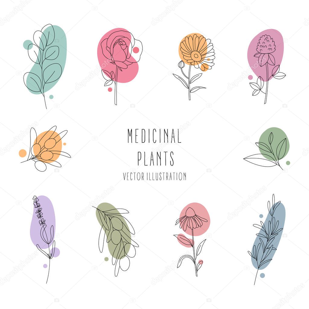 Set of medicinal plants.Line art.Contour