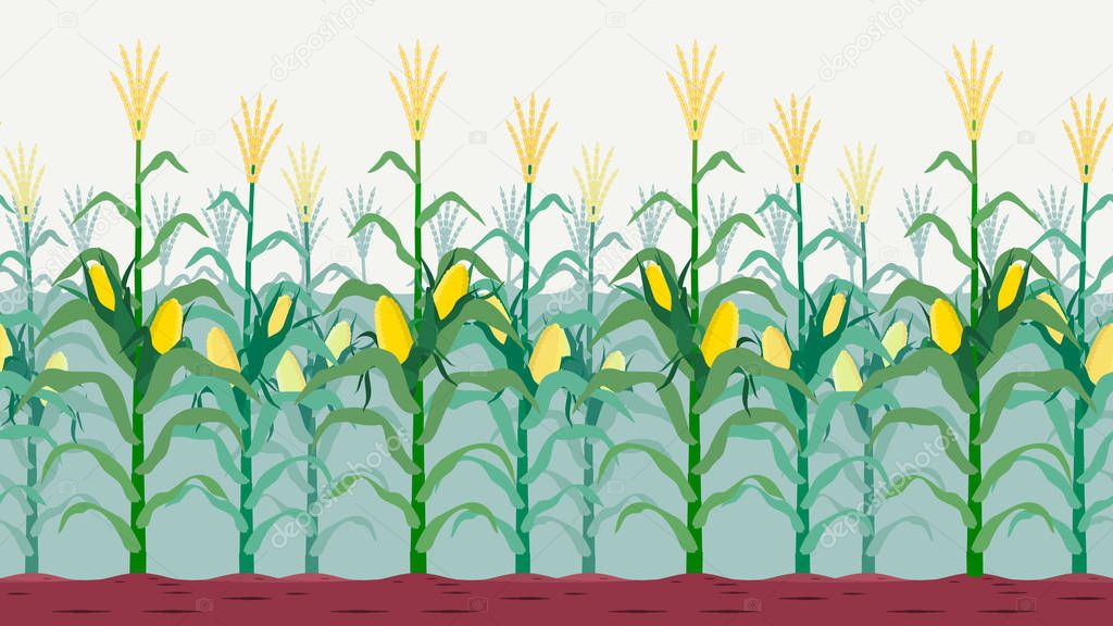 Seamless isolated cornfield (Cornfield in autumn)