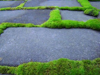 Yeşil bitki örtüsü gri tuğla büyüdü.