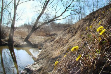 Sarı çiçekler ile güzel bahar manzara.