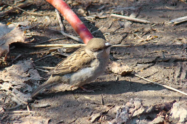 Doğanın arka planında küçük Sparrow. — Stok fotoğraf
