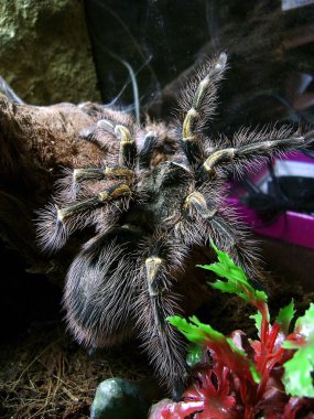 Örümcek tarantula Grammostola Aureostriata.
