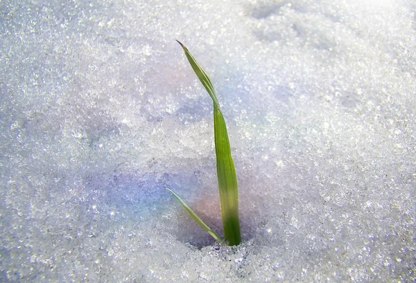 Lame verte d'herbe pousse sous la neige — Photo