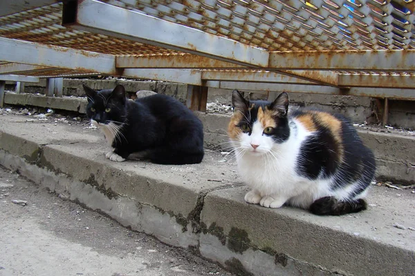 Un par de gatos callejeros sentados en la calle . —  Fotos de Stock