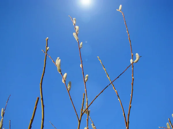 Schönes Foto mit flauschigen Weidenknospen vor dem blauen Frühlingshimmel. — Stockfoto