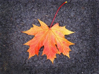 Parlak turuncu bir yaprak gri asfalt üzerine düştü.